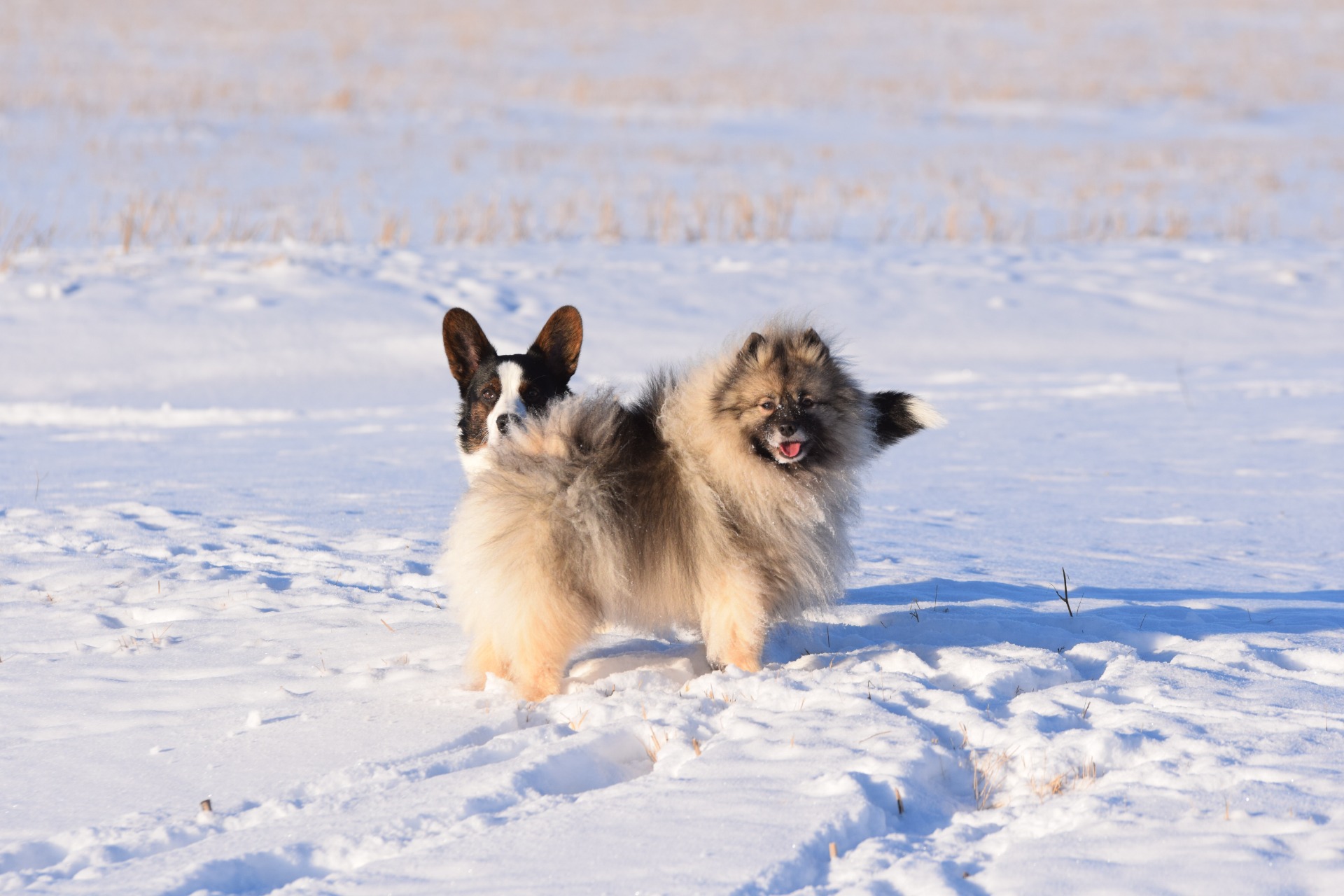 Onni ja keeshond Elviira
