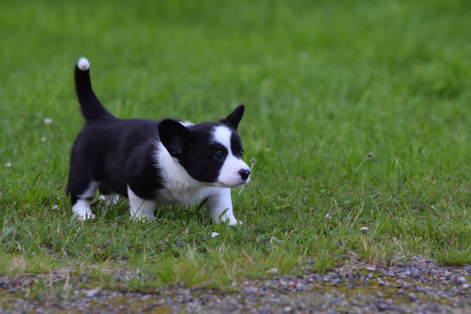 Dhaarien's Cherria "Ria"