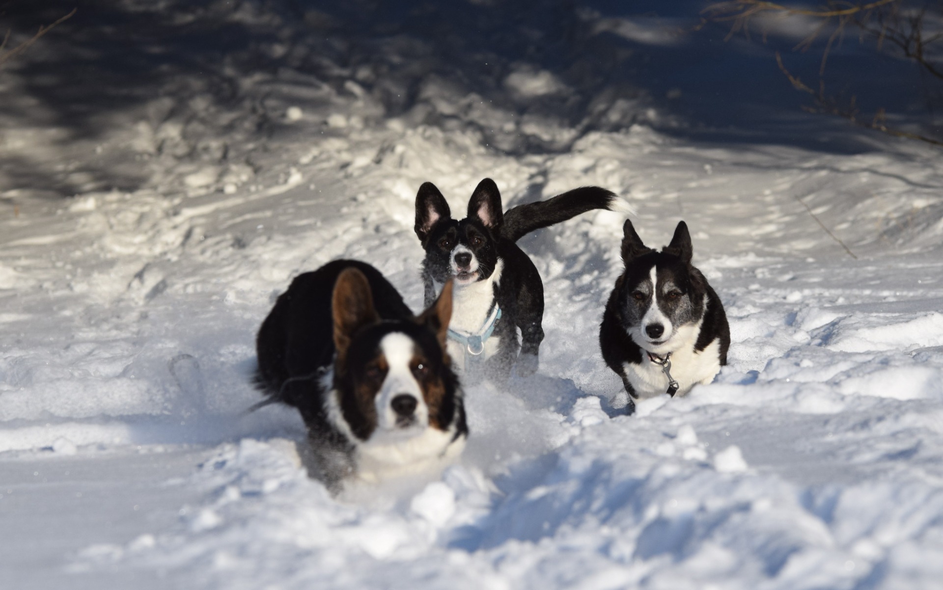 Onni, Tiuhti ja Aada