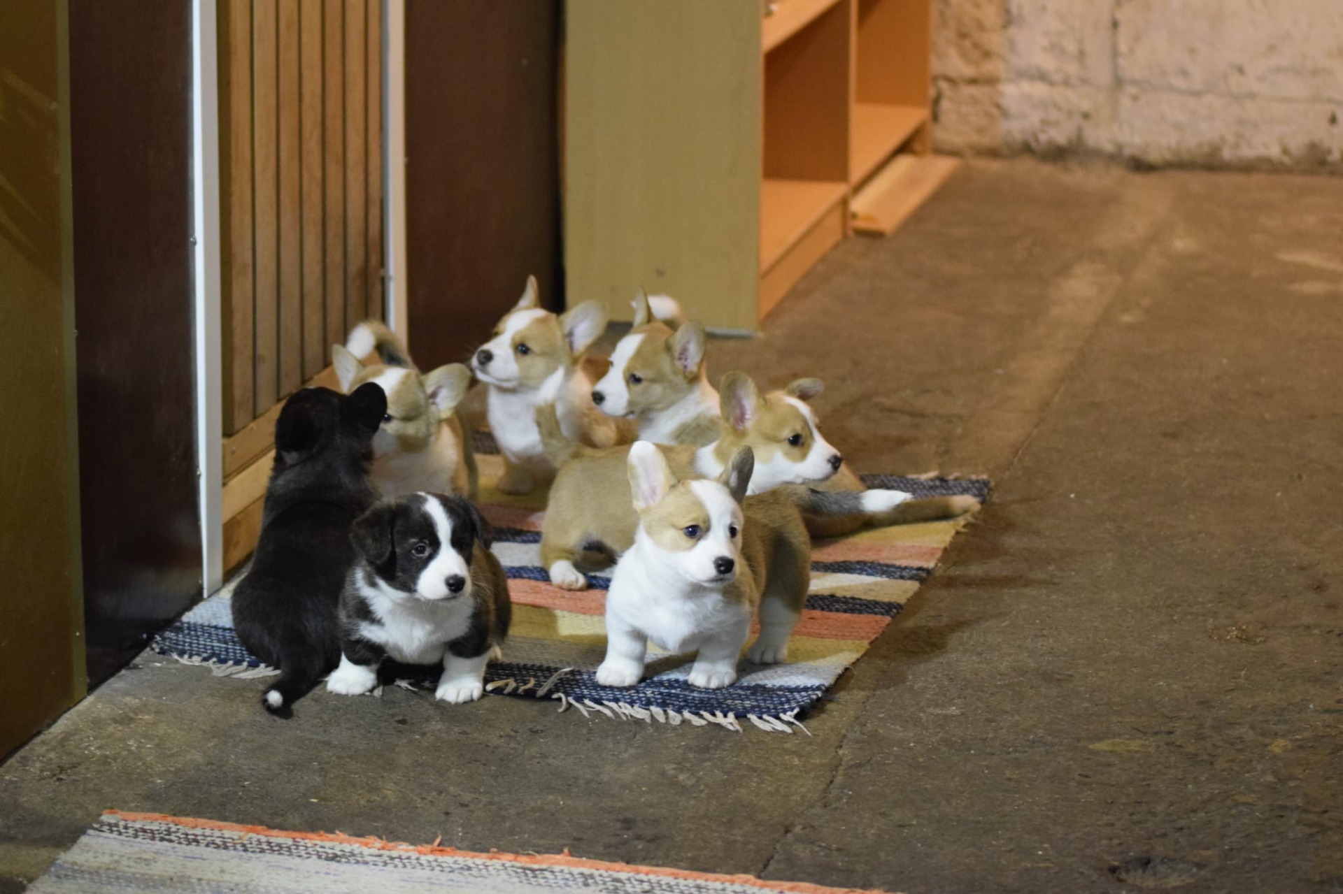 Kennel Dhaarien's B-kull