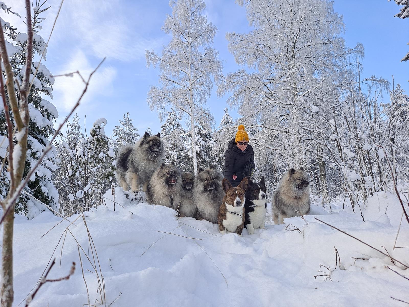 Me with my dogs on a snowy winter day in 2021.