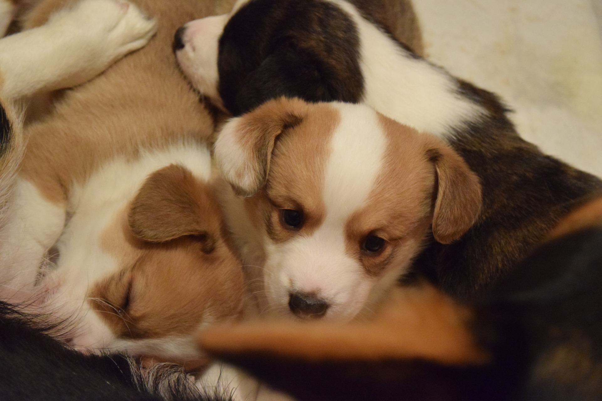 Perritos de la camada B.