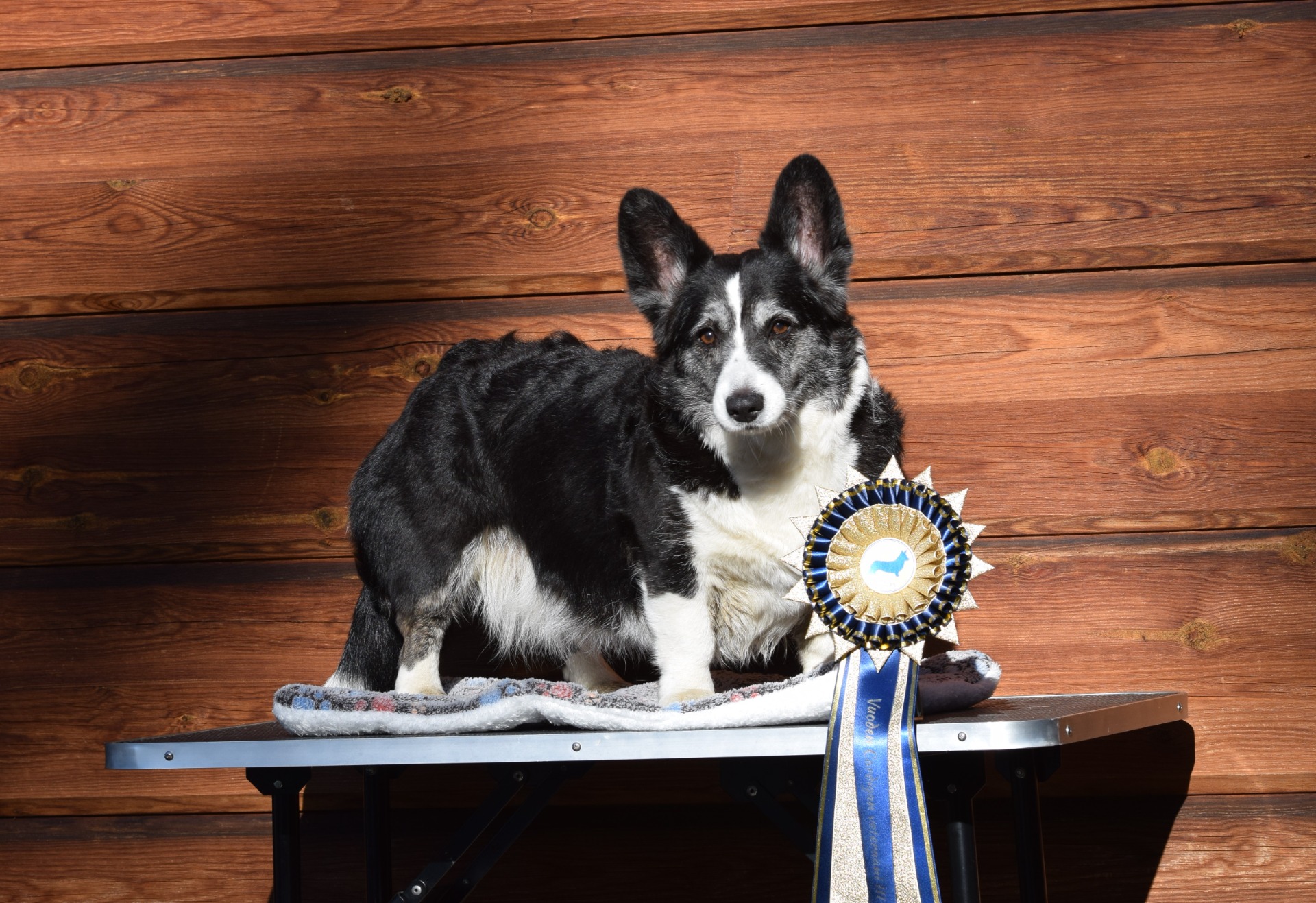 "Aada" Hietamaan Bella