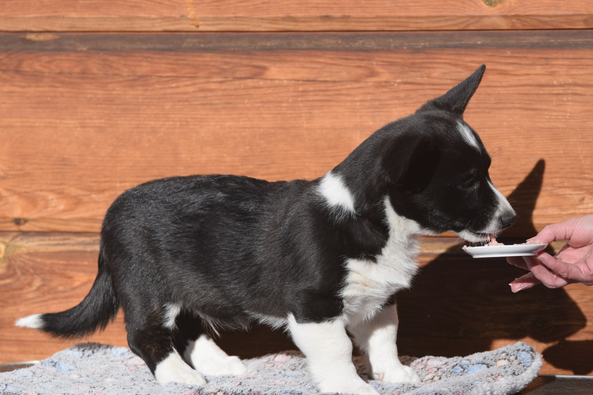 Dhaarien's Eros Ramazzotti "Kaapo"