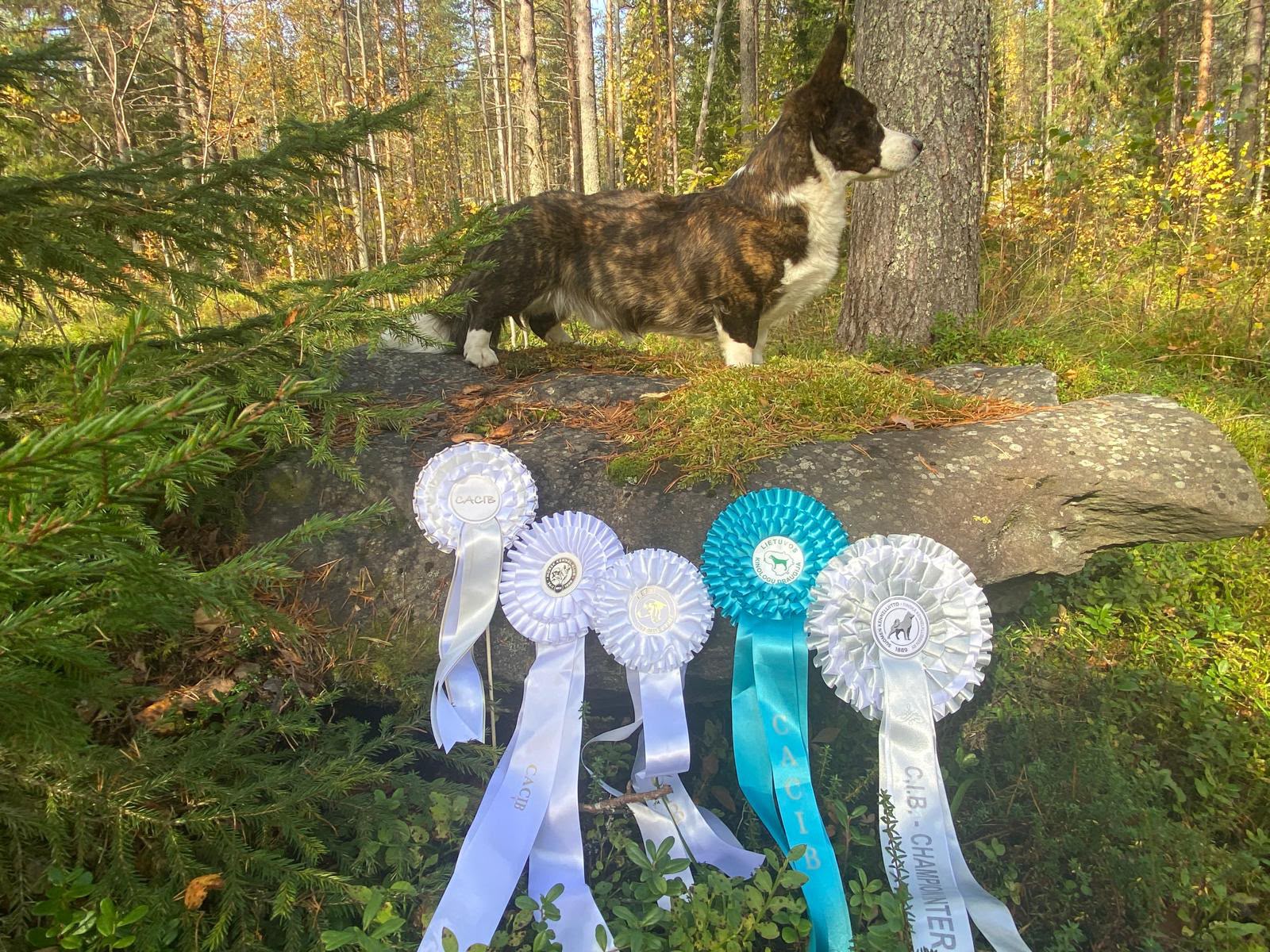 Tarmo metsän siimeksessä palkintoruusukkeidensa kanssa.